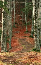 Sentiero nel bosco